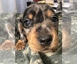 Small Photo #3 Dachshund Puppy For Sale in VISALIA, CA, USA