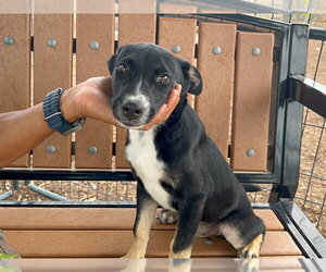 Mutt Dogs for adoption in Orange, CA, USA