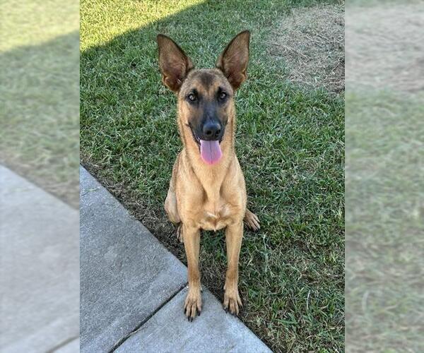 Medium Photo #1 German Shepherd Dog-Unknown Mix Puppy For Sale in Houston, TX, USA