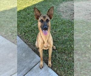 German Shepherd Dog-Unknown Mix Dogs for adoption in Houston, TX, USA