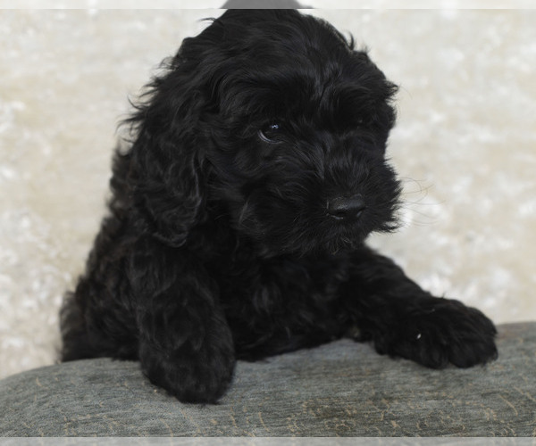 Medium Photo #5 Goldendoodle Puppy For Sale in TOPEKA, KS, USA