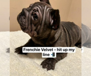 French Bulldog Puppy for Sale in AURORA, Illinois USA
