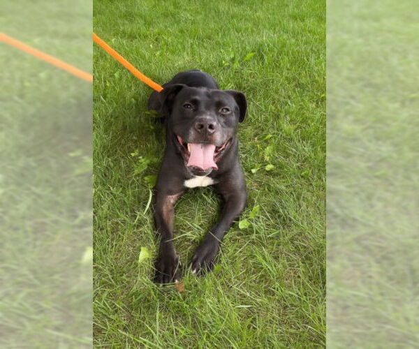 Medium Photo #3 American Pit Bull Terrier Puppy For Sale in Derwood, MD, USA