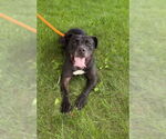 Small #2 American Pit Bull Terrier
