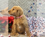 Small #17 Goldendoodle