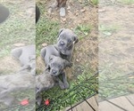 Small #1 Cane Corso