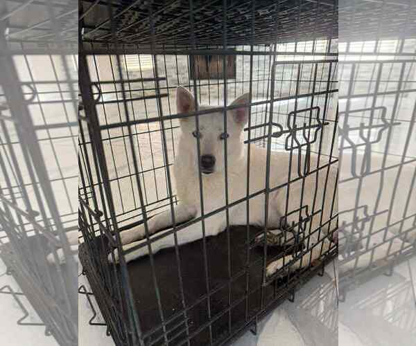 Medium Photo #10 Siberian Husky-Unknown Mix Puppy For Sale in Chandler, AZ, USA