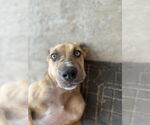 Small #2 Catahoula Leopard Dog Mix