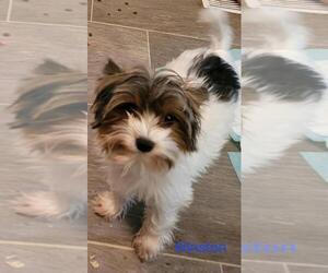 Father of the Yorkshire Terrier puppies born on 06/05/2025