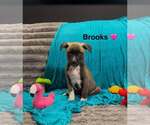 Small Mutt