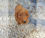 Puppy Ramsey emerald Goldendoodle