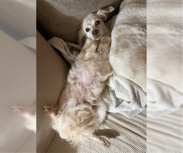 Medium Photo #4 Cockerhuahua Puppy For Sale in San Diego, CA, USA