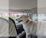 Small #8 Great Pyrenees Mix