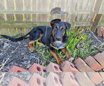Small #4 German Shepherd Dog