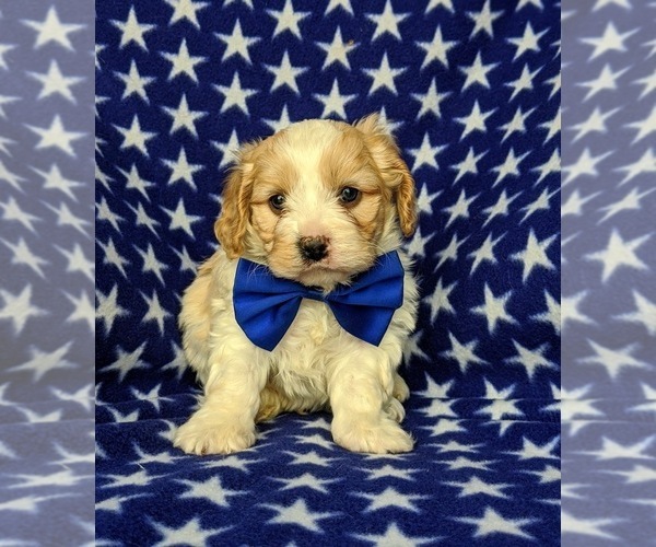 Medium Photo #2 Cavachon Puppy For Sale in AIRVILLE, PA, USA