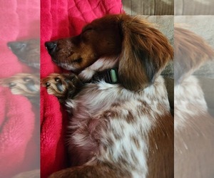 Father of the Schweenie puppies born on 07/27/2025