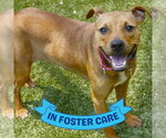 Small #2 Rhodesian Ridgeback Mix