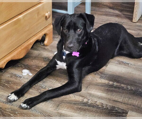 Medium Photo #9 Labrador Retriever-Unknown Mix Puppy For Sale in Minneapolis, MN, USA