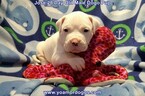 Small Photo #236 Dogo Argentino Puppy For Sale in JANE, MO, USA