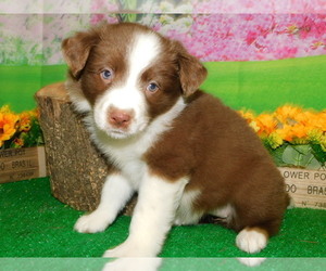 Border Collie Puppy for Sale in HAMMOND, Indiana USA