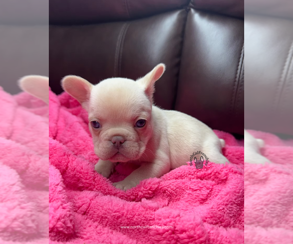 Medium Photo #1 French Bulldog Puppy For Sale in SACRAMENTO, CA, USA