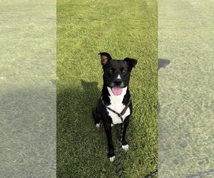 American Bulldog-Labrador Retriever Mix Dogs for adoption in Pryor, OK, USA