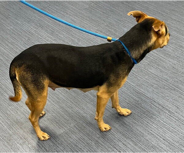 Medium Photo #2 Mutt Puppy For Sale in Tarboro, NC, USA