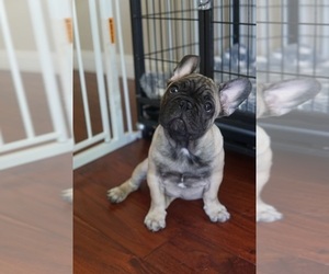 French Bulldog Litter for sale in RIVERSIDE, CA, USA