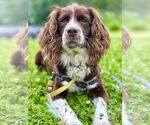 Small #5 Cocker Spaniel Mix
