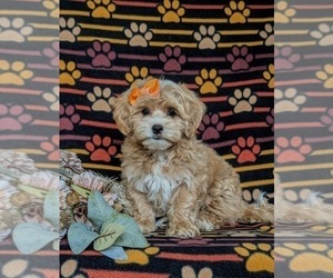 Maltipoo Puppy for sale in NEW PROVIDENCE, PA, USA