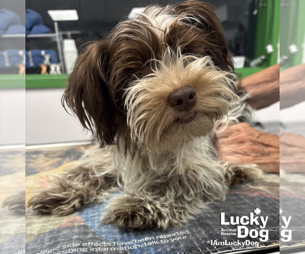 Medium Photo #2 Shih Tzu-Unknown Mix Puppy For Sale in Washington, DC, USA