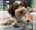 Small #1 Shih Tzu Mix