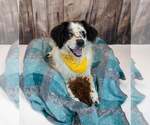 Small #1 Basset Hound-Colonial Cocker Spaniel Mix