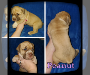 Olde English Bulldogge Puppy for sale in WHEELER, MI, USA