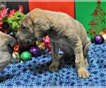 Small Photo #5 Great Dane Puppy For Sale in BANGOR, WI, USA