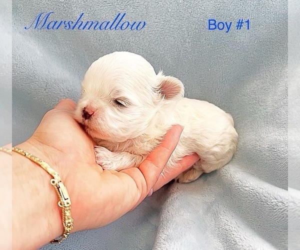 Medium Photo #1 Maltese Puppy For Sale in PALM BCH GDNS, FL, USA