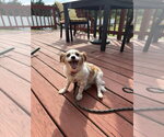 Small Photo #9 Chihuahua-Unknown Mix Puppy For Sale in Boston, MA, USA