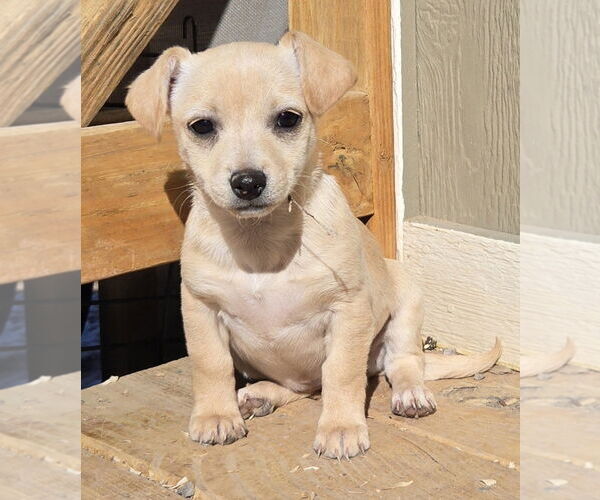 Medium Photo #1 Chiweenie Puppy For Sale in Peralta, NM, USA