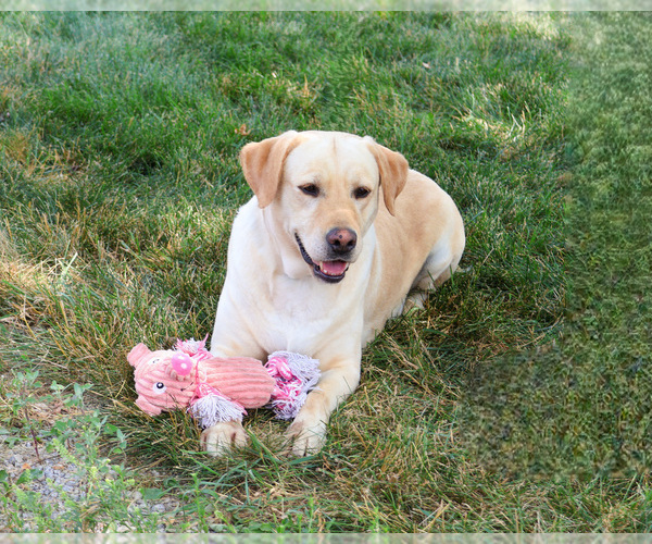 Medium Photo #2 Labrador Retriever Puppy For Sale in SYRACUSE, IN, USA