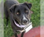 Clara - Female Labrador Retriever-Unknown Mix Dog for Adoption - Small photo
