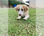 Small Border Collie