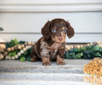 Small #1 Dachshund