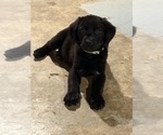 Small #1 Mastador