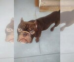 Small French Bulldog Mix