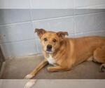 Small Labrador Retriever Mix