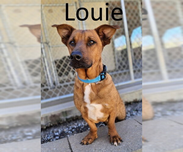 Medium Photo #1 Australian Kelpie-Basset Hound Mix Puppy For Sale in Mountain View, AR, USA