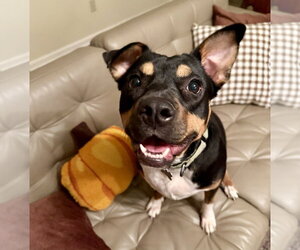 Mutt Dogs for adoption in Boston, MA, USA