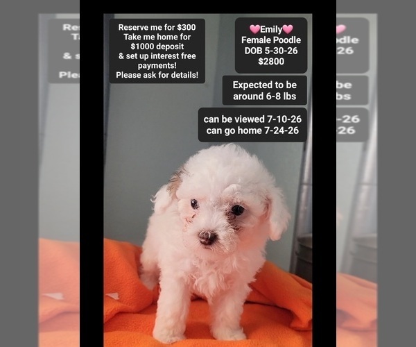 Medium Photo #2 Poodle (Toy) Puppy For Sale in TUCSON, AZ, USA
