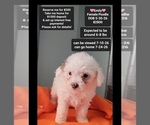 Small #1 Poodle (Toy)
