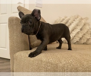 French Bulldog Puppy for sale in HOLLYWOOD, FL, USA